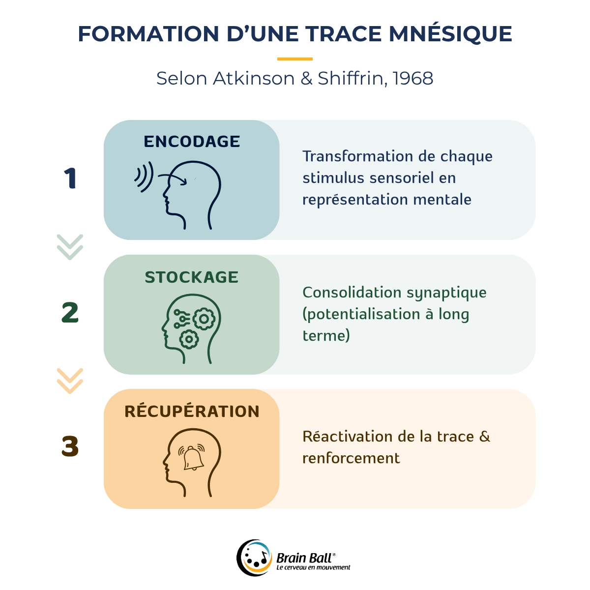 Schéma - Formation d'une trace mnésique - Brain Ball