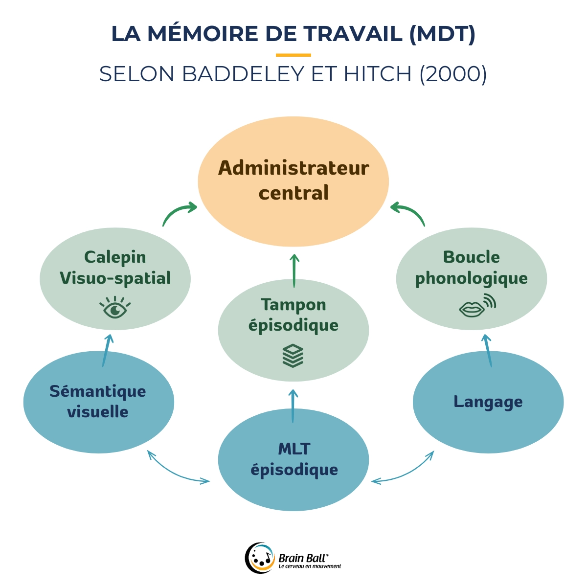 Schéma - La Mémoire de travail selon Baddeley - Brain Ball