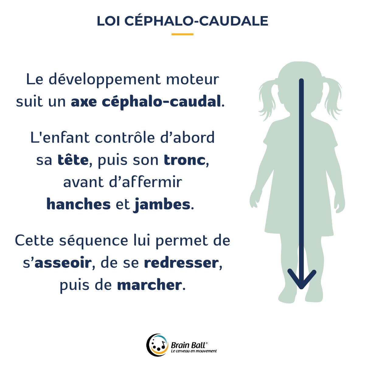 Schéma illustrant la Loi céphalo-caudale - ici la silhouette d'une enfant avec une flèche qui va de sa tête à ses pieds