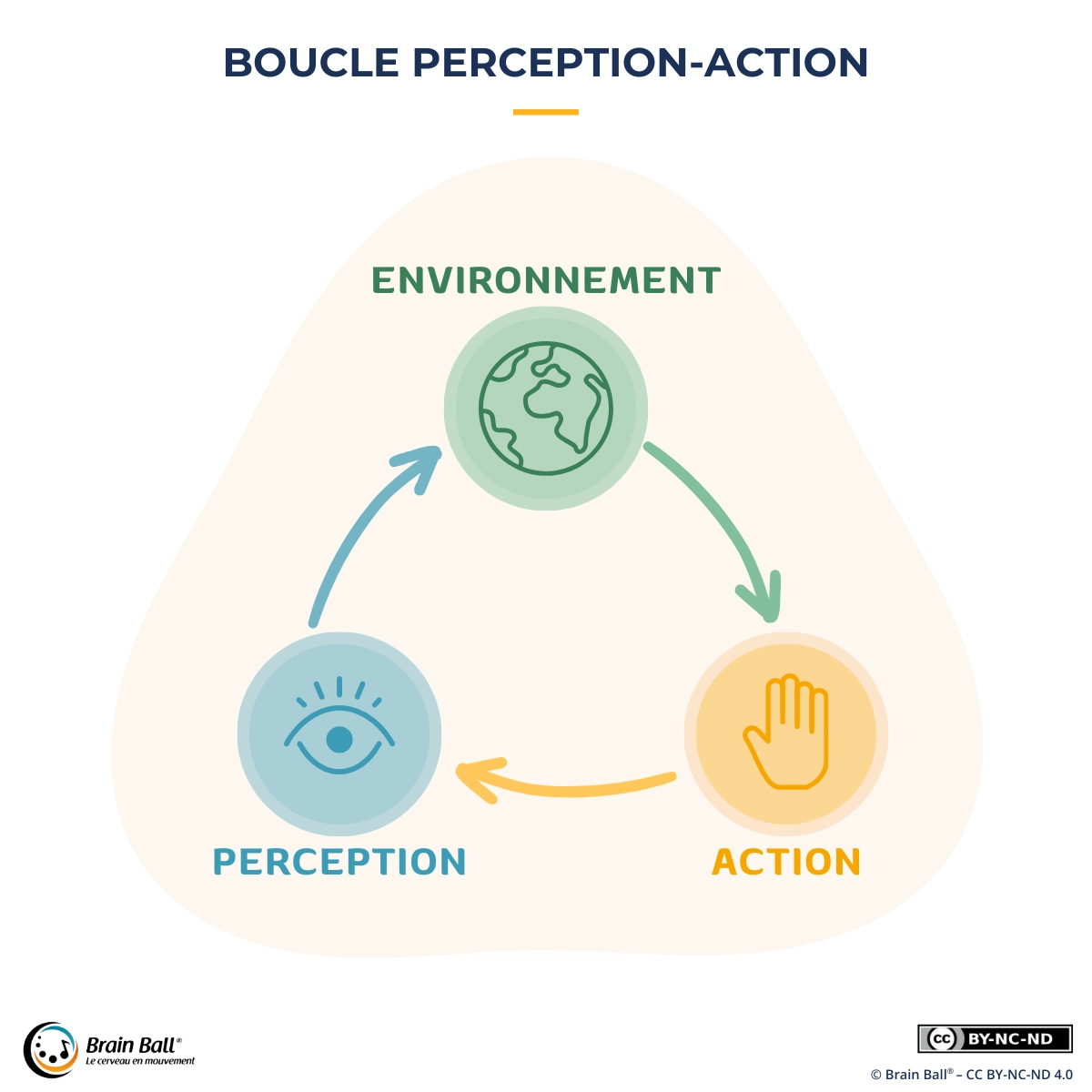 Boucle perception-action : la perception guide l’action, l’action modifie l’environnement, et l’environnement influence à nouveau la perception.