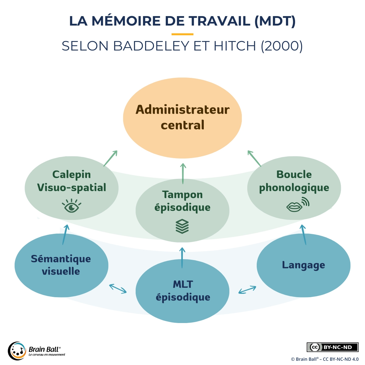Modèle de la mémoire de travail selon Baddeley et Hitch (2000) : un administrateur central coordonne le calepin visuospatial, la boucle phonologique et le tampon épisodique, reliés à la mémoire à long terme et au langage.