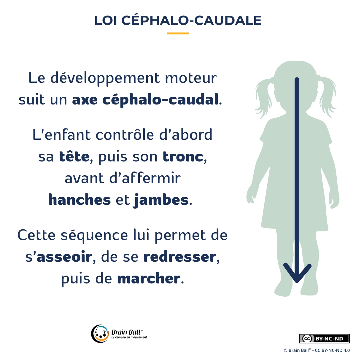 Loi céphalo-caudale du développement moteur : l’enfant contrôle d’abord la tête, puis le tronc, avant de stabiliser hanches et jambes pour s’asseoir, se redresser et marcher.