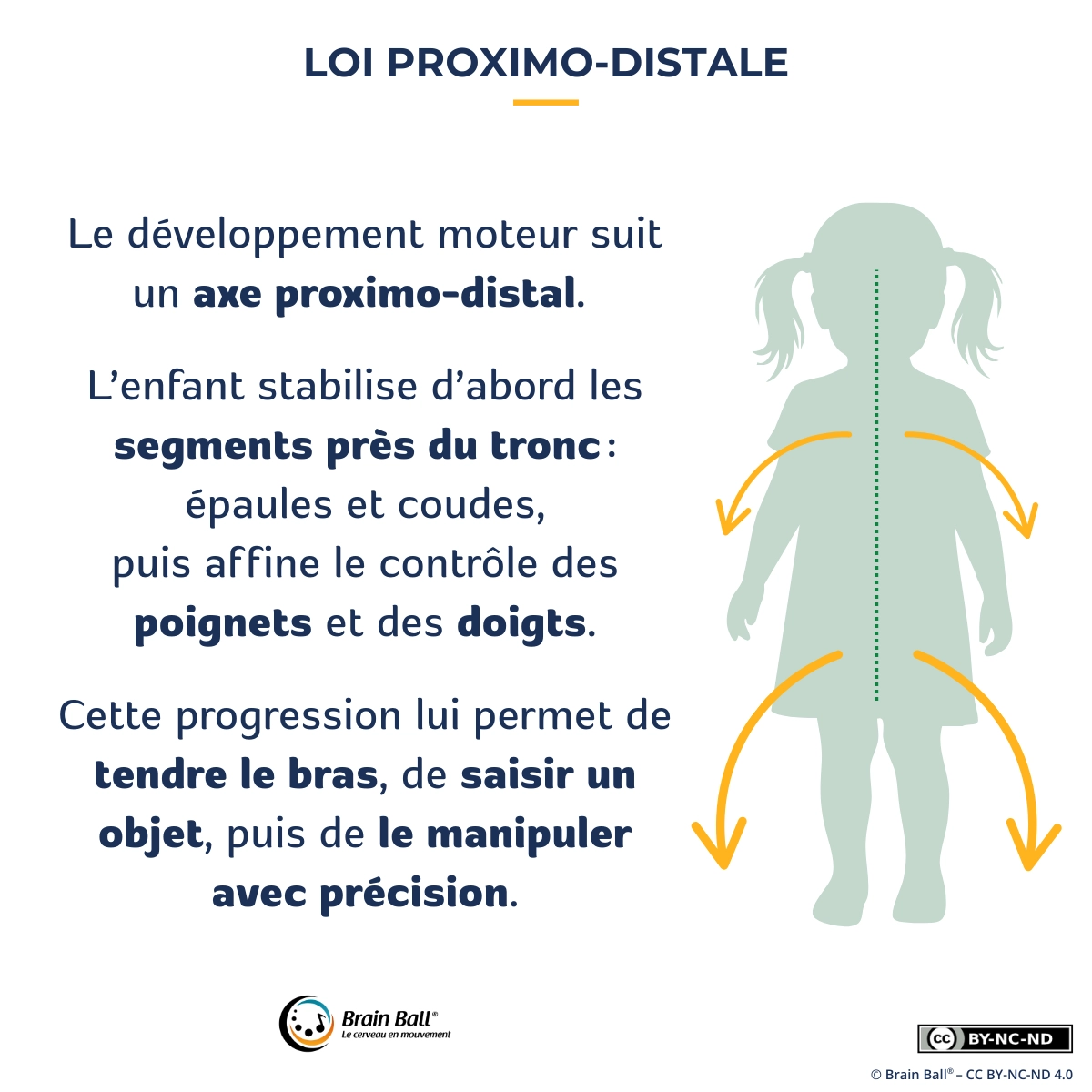 Loi proximo-distale du développement moteur : l’enfant stabilise d’abord les épaules et coudes, puis contrôle poignets et doigts pour manipuler un objet avec précision.