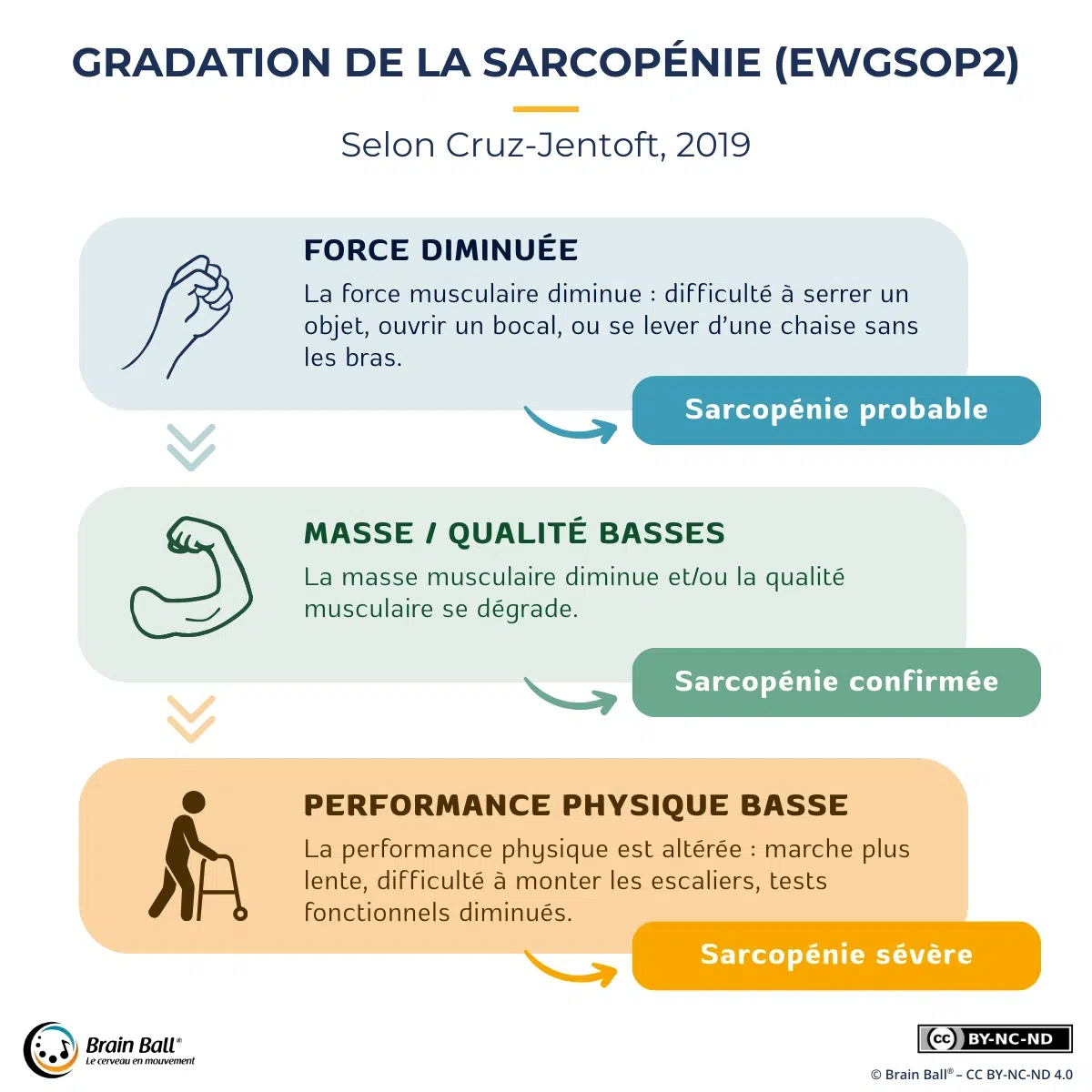Schéma de la gradation de la sarcopénie (EWGSOP2) : force diminuée (sarcopénie probable), masse/qualité musculaire basses (confirmée), performance physique basse (sévère), selon Cruz-Jentoft 2019.